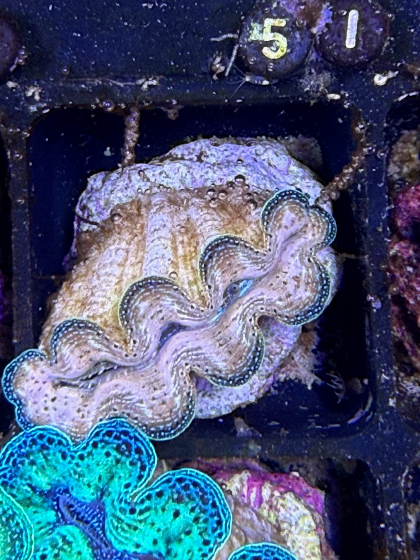 Captive bred Crocea tridacna giant clam #51 Black