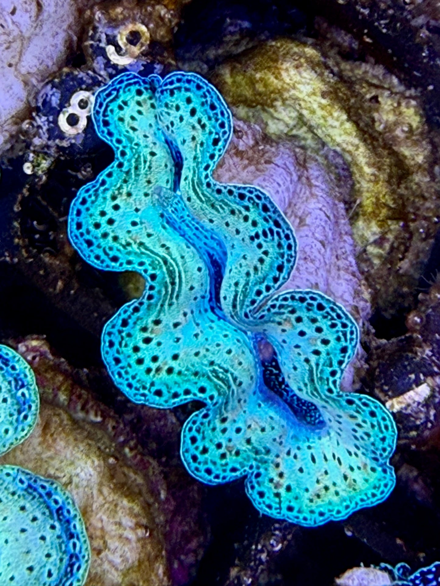 Captive bred Neon Crocea tridacna giant clam #98 Black
