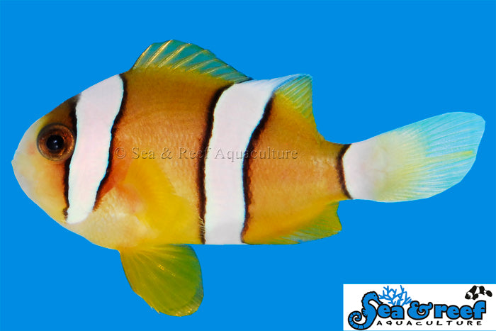 $20 Captive Bred Designer Clownfish SALE