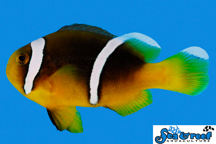 $20 Captive Bred Designer Clownfish SALE