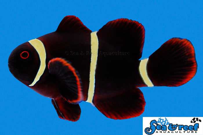 $20 Captive Bred Designer Clownfish SALE