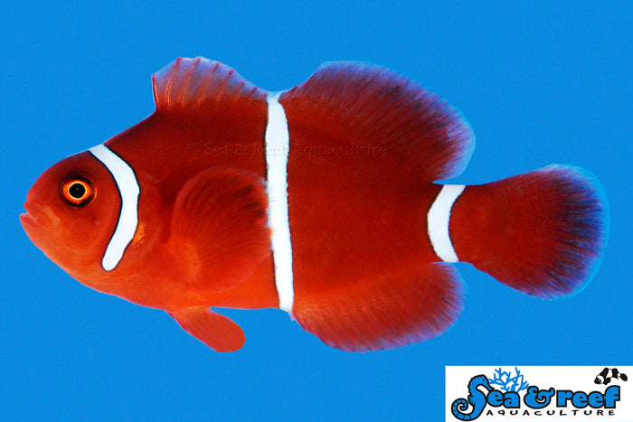 $20 Captive Bred Designer Clownfish SALE