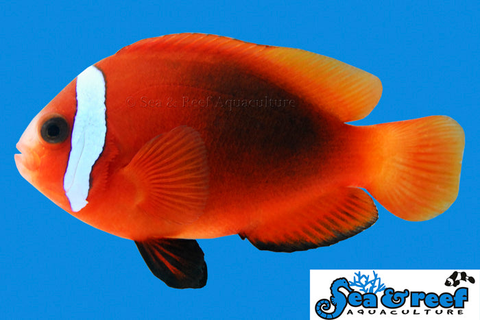 $20 Captive Bred Designer Clownfish SALE