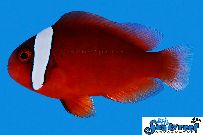 $20 Captive Bred Designer Clownfish SALE