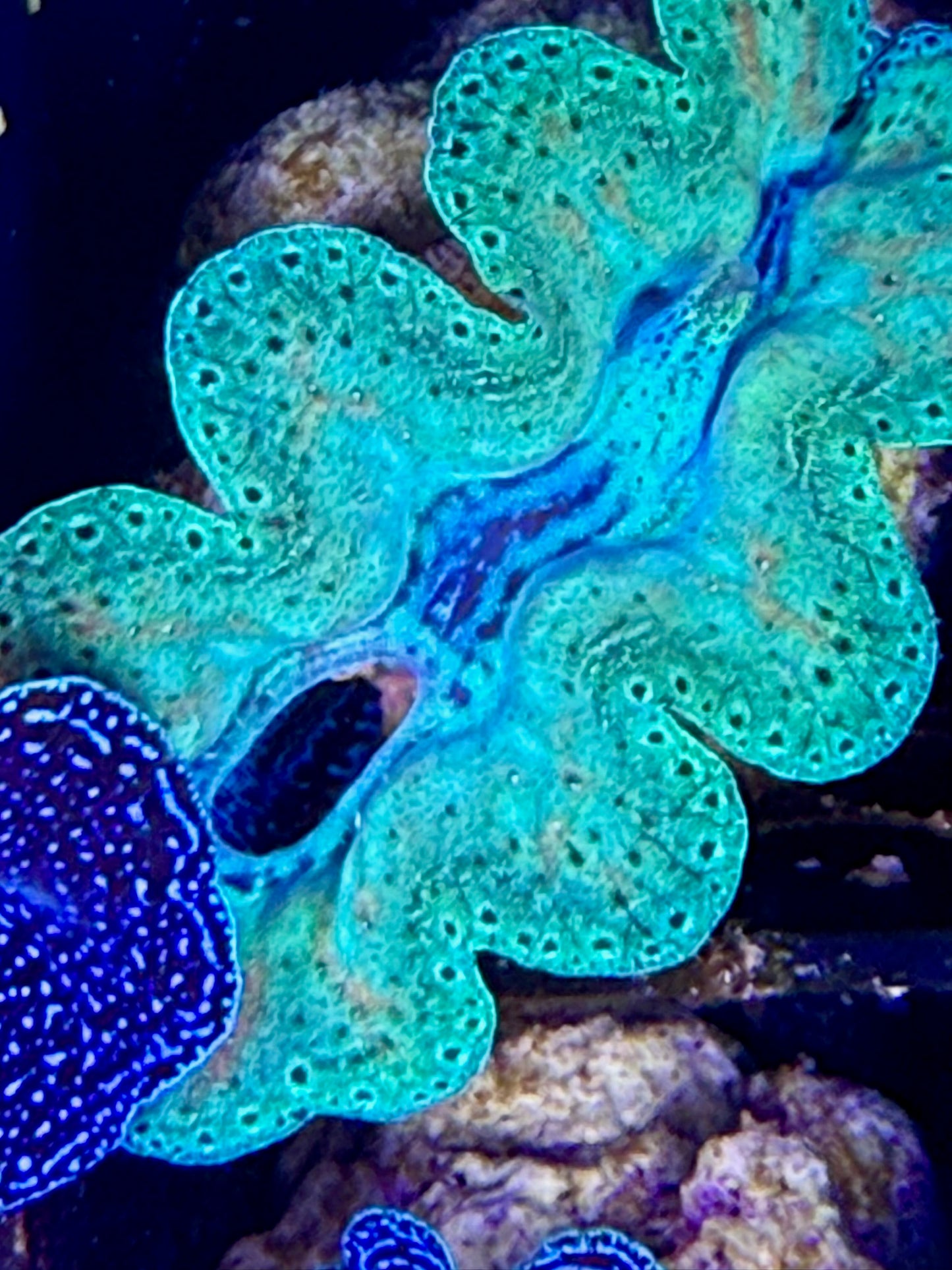 Captive bred Rainbow Crocea tridacna giant clam #90 Black