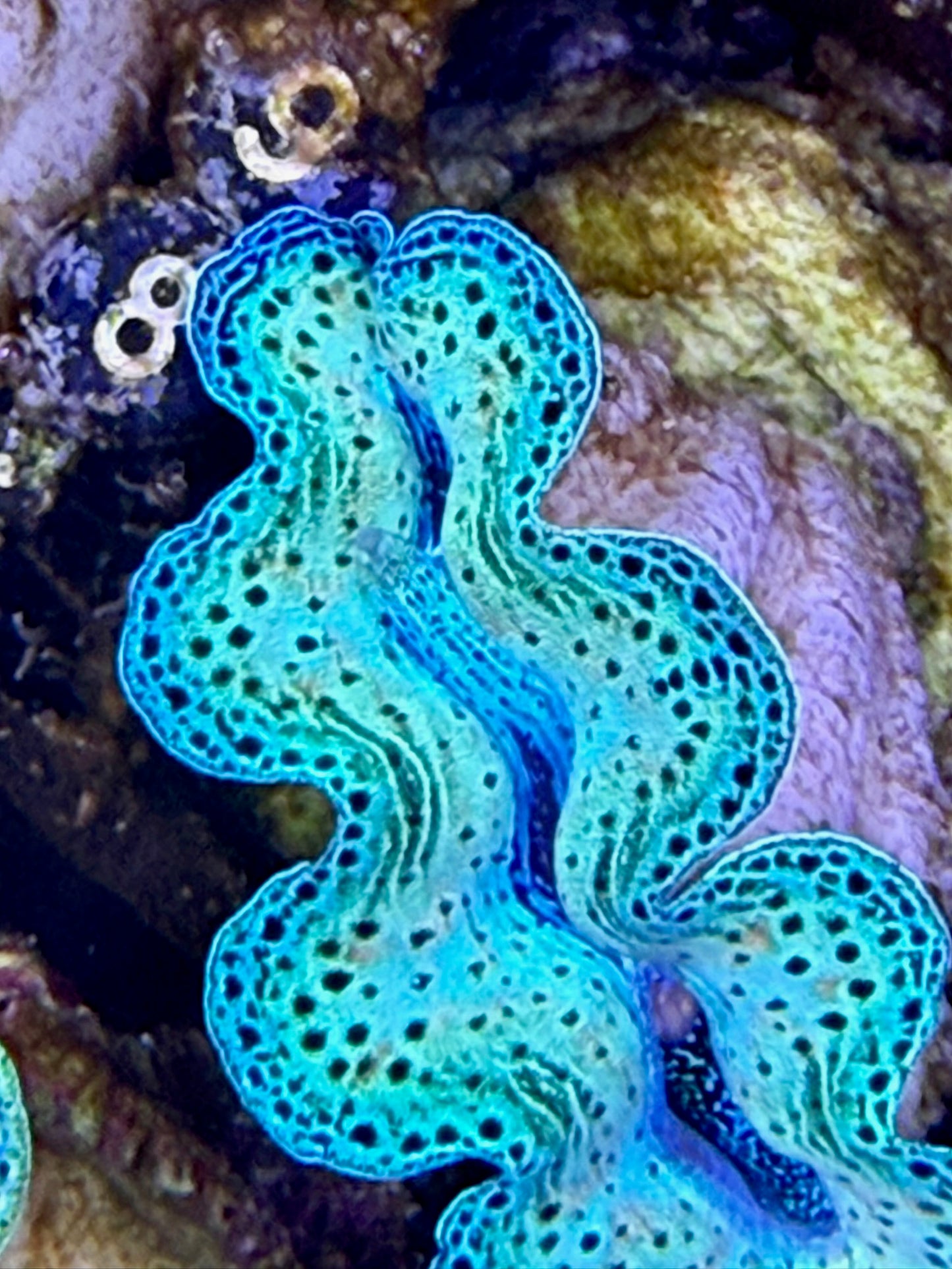 Captive bred Neon Crocea tridacna giant clam #98 Black