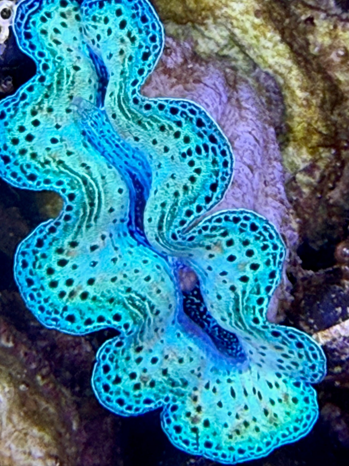 Captive bred Neon Crocea tridacna giant clam #98 Black