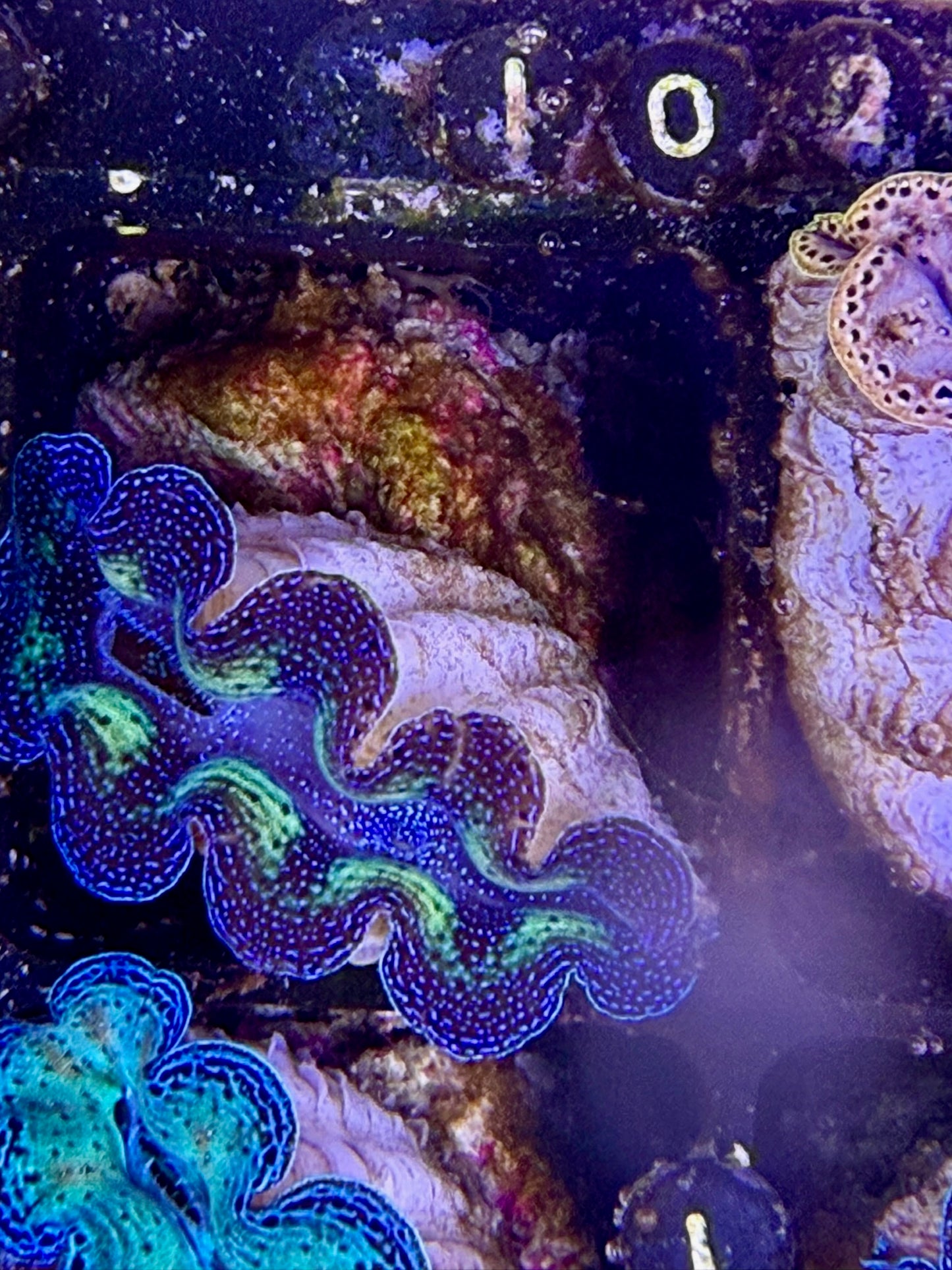 Captive bred bicolor neon Crocea tridacna giant clam #102