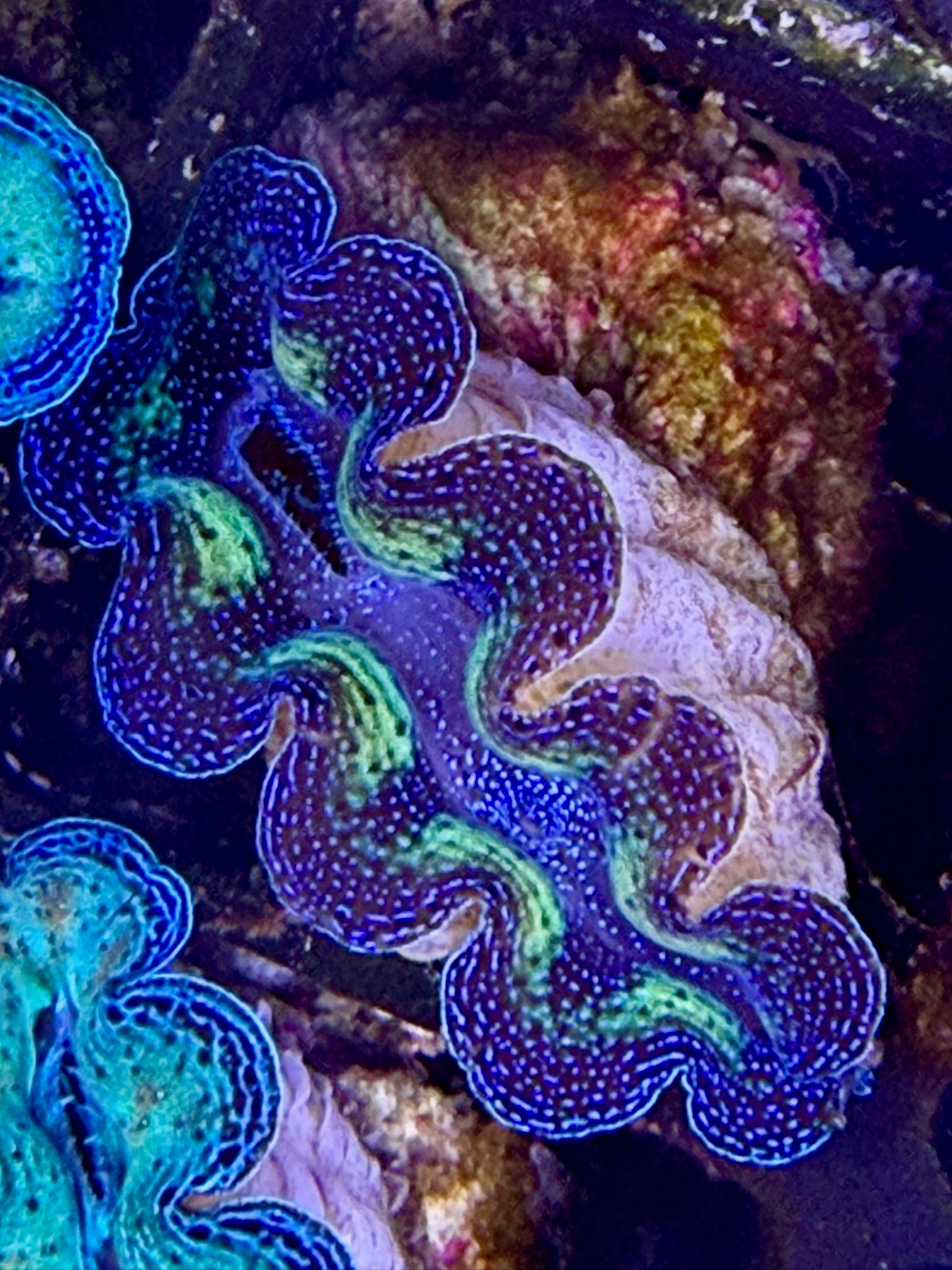 Captive bred bicolor neon Crocea tridacna giant clam #102