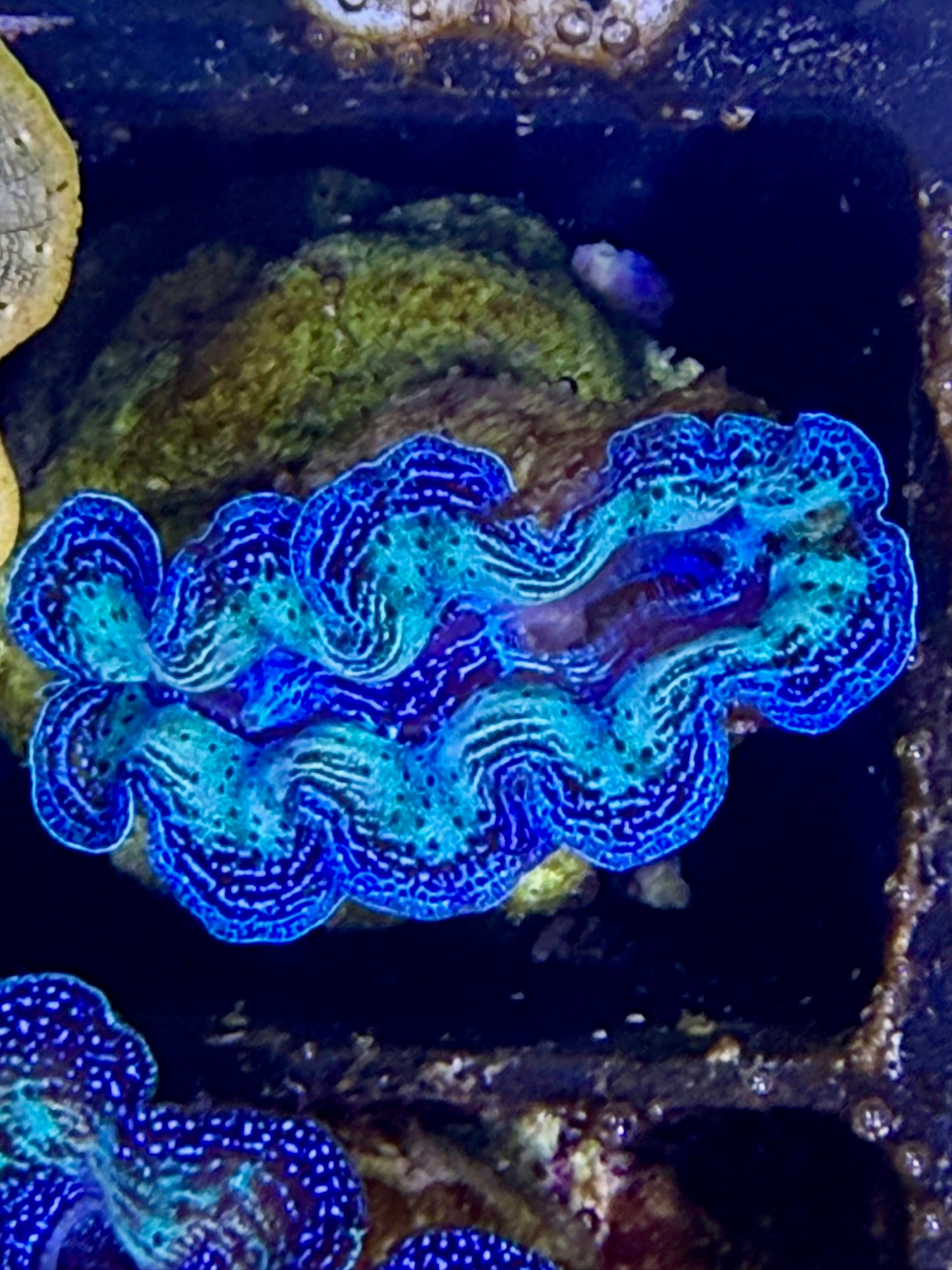 Captive bred Crocea tridacna giant clam #13 White