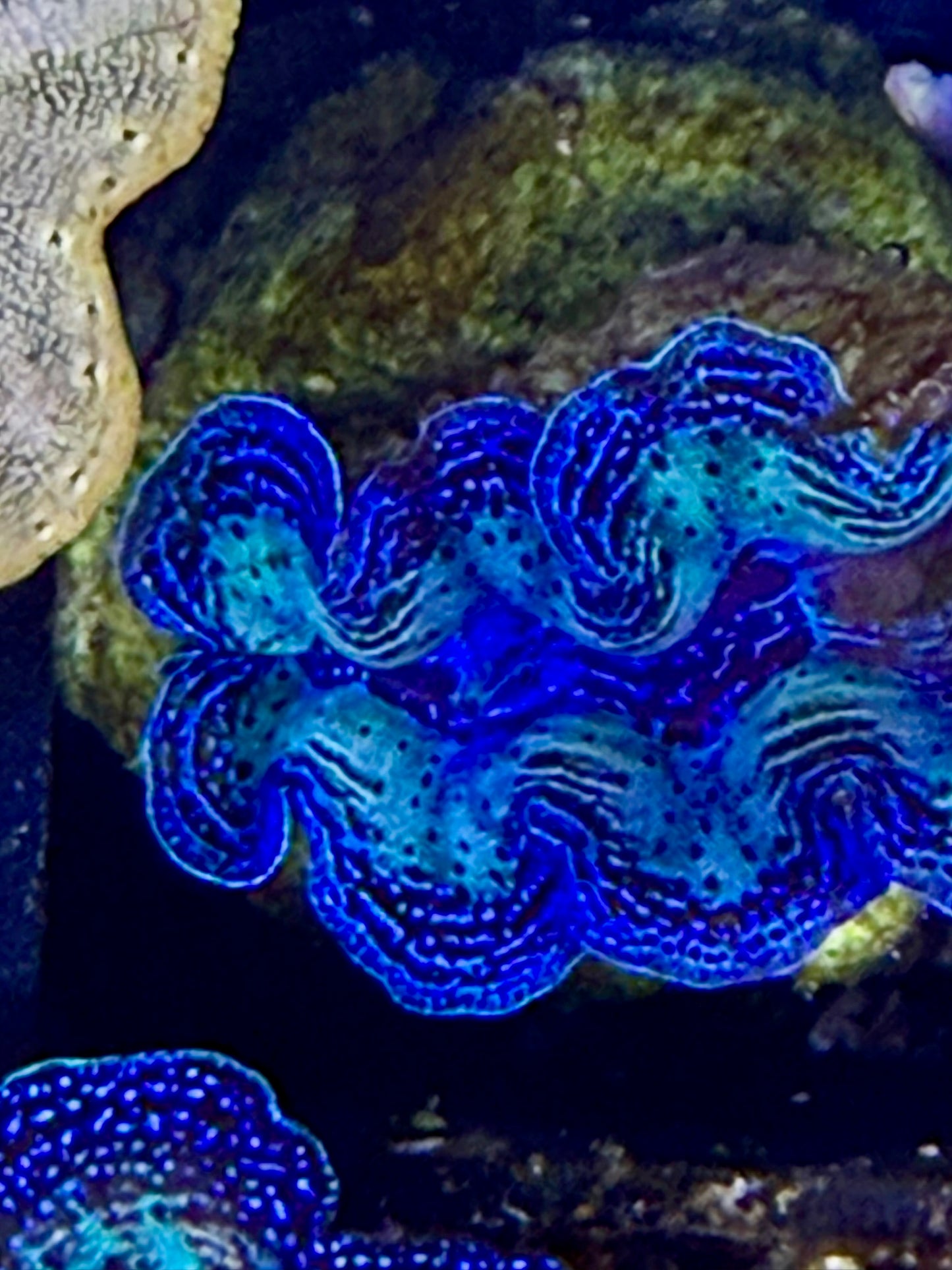 Captive bred Crocea tridacna giant clam #13 White