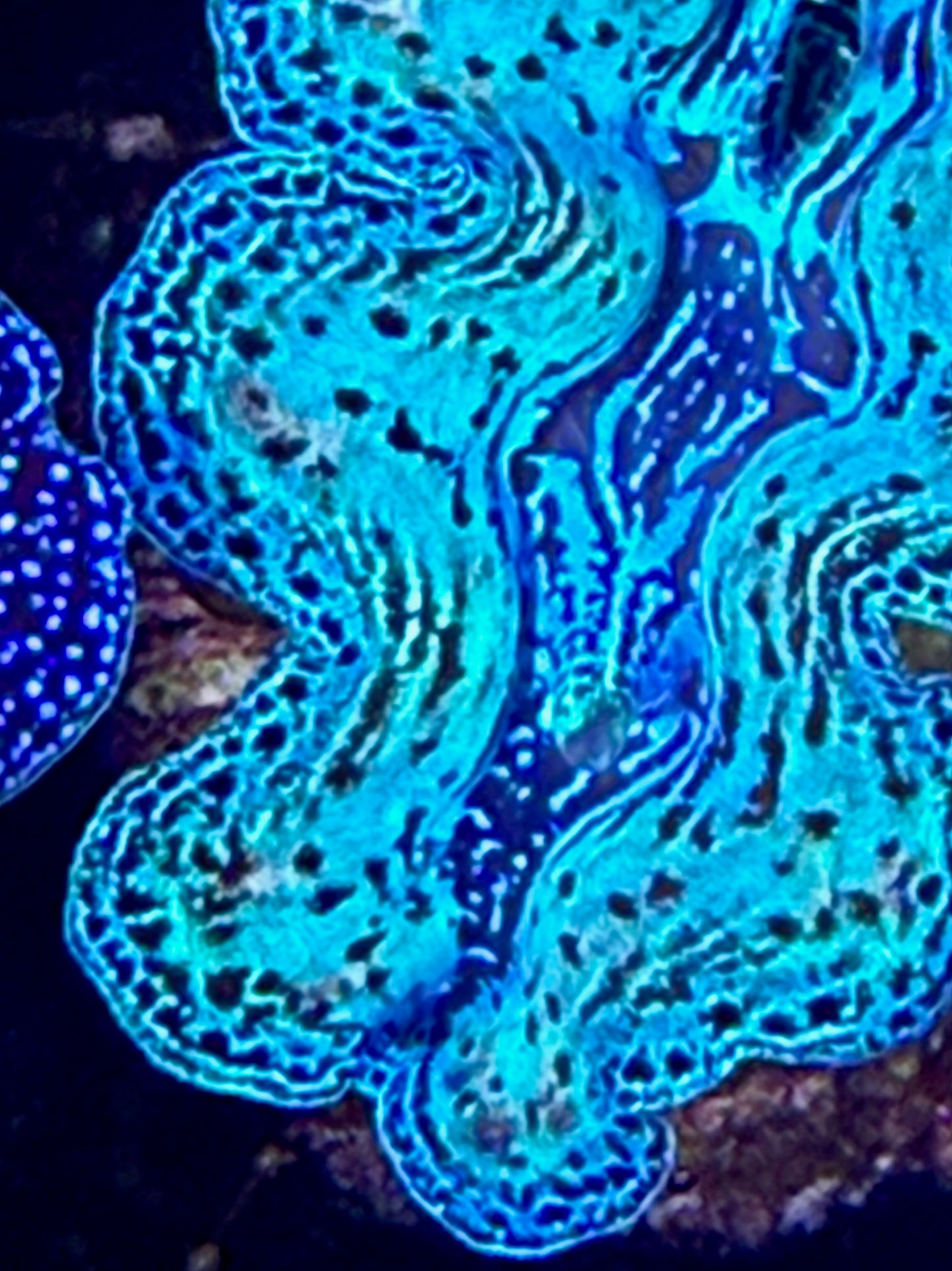 Captive bred Crocea tridacna giant clam #7 White