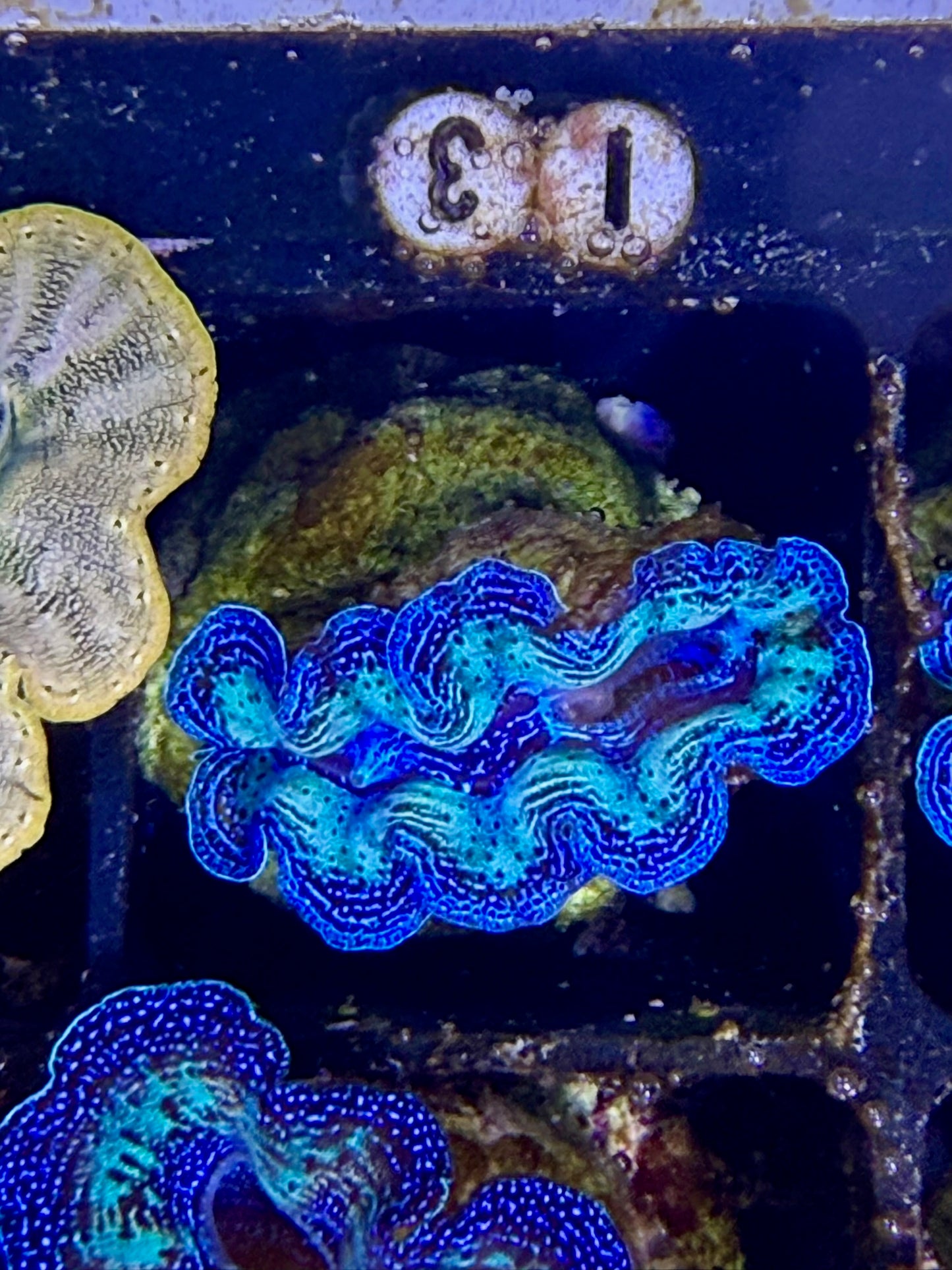 Captive bred Crocea tridacna giant clam #13 White