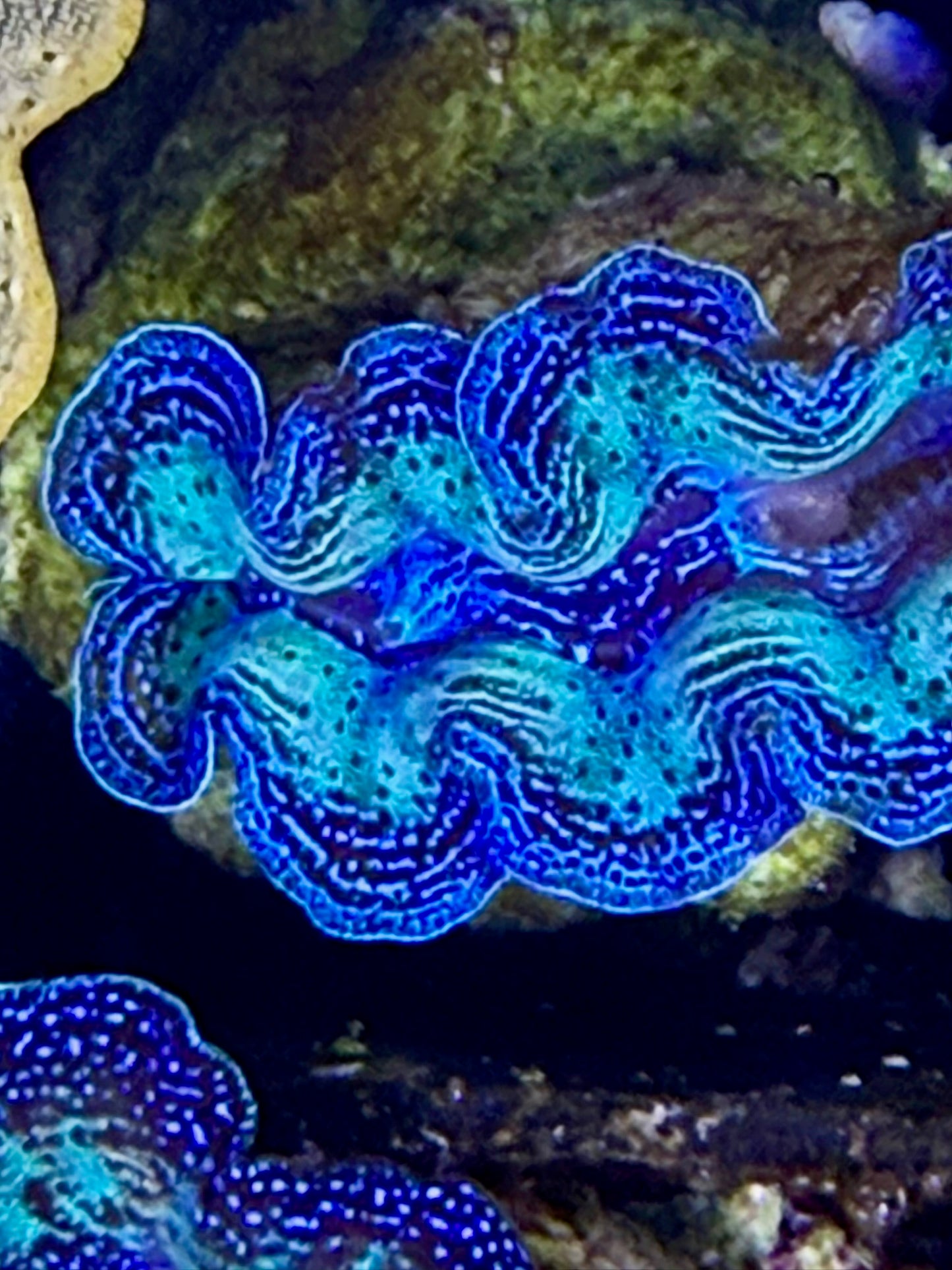Captive bred Crocea tridacna giant clam #13 White