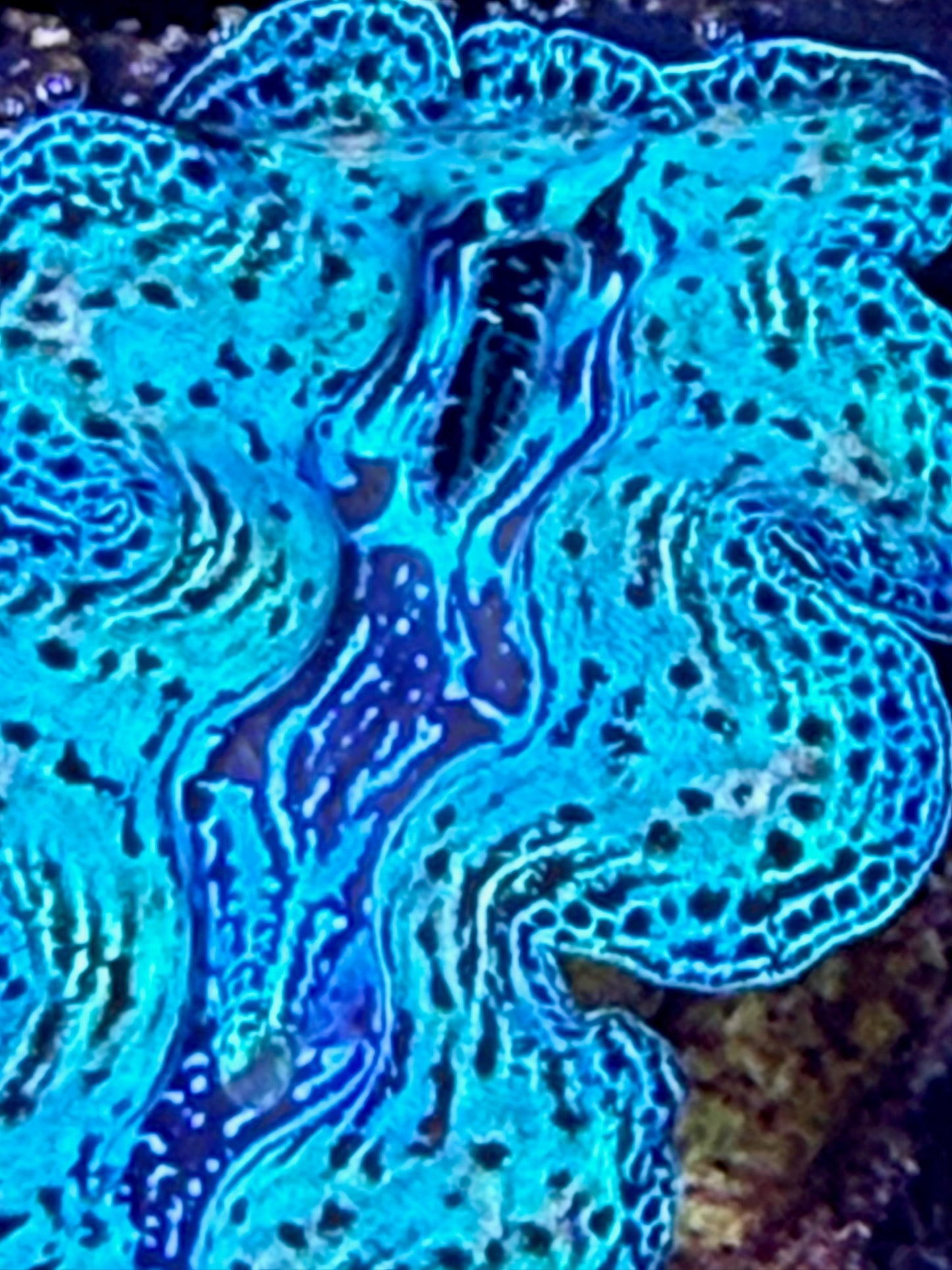 Captive bred Crocea tridacna giant clam #7 White