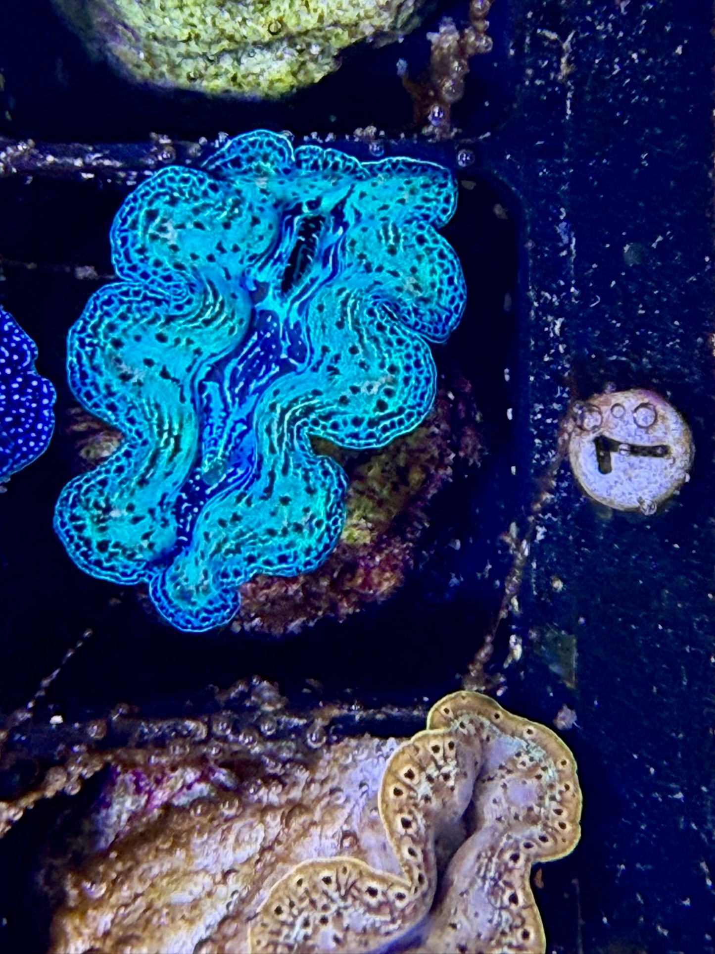 Captive bred Crocea tridacna giant clam #7 White
