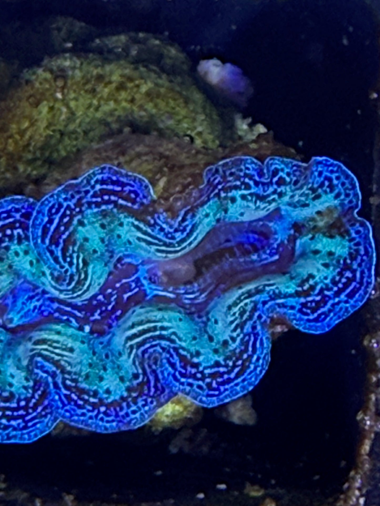 Captive bred Crocea tridacna giant clam #13 White