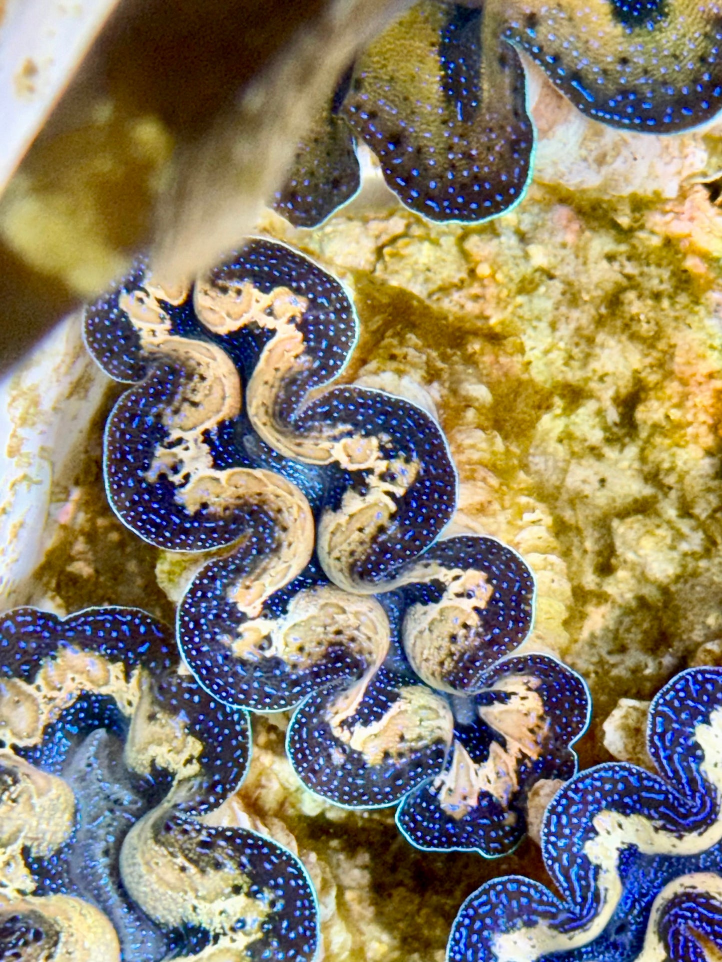 Captive Bred Cultured Tridacna Clam 2” to 2.5 inches I