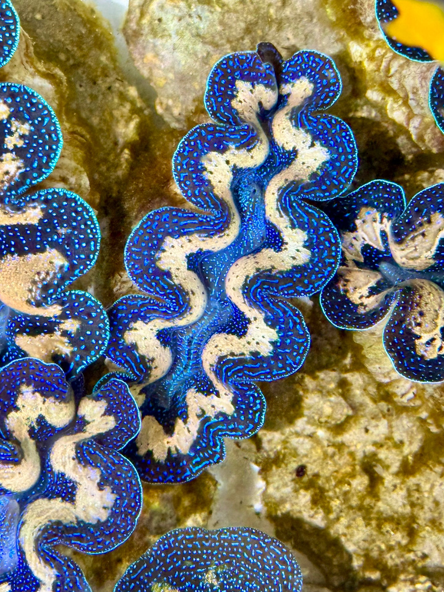 Captive Bred Cultured Tridacna Clam 2” to 2.5 inches I