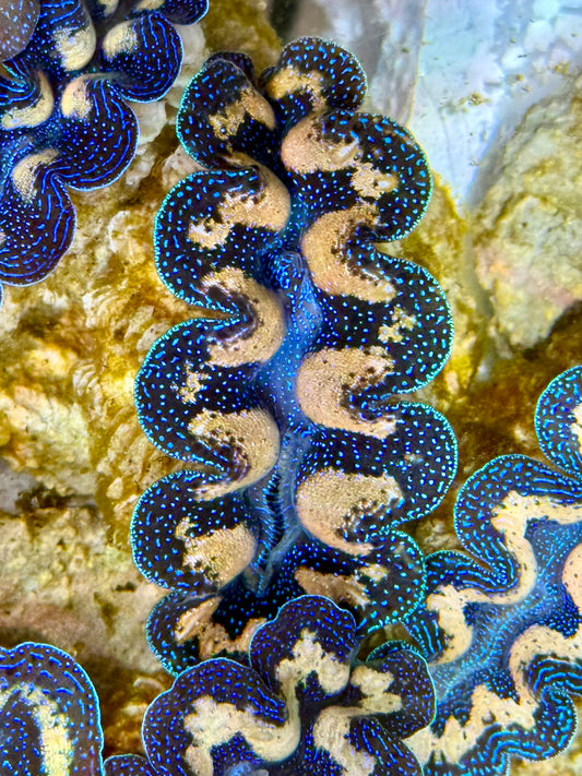 Captive Bred Cultured Tridacna Clam 2” to 2.5 inches I