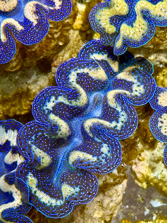 Captive Bred Cultured Tridacna Clam 2” to 2.5 inches I