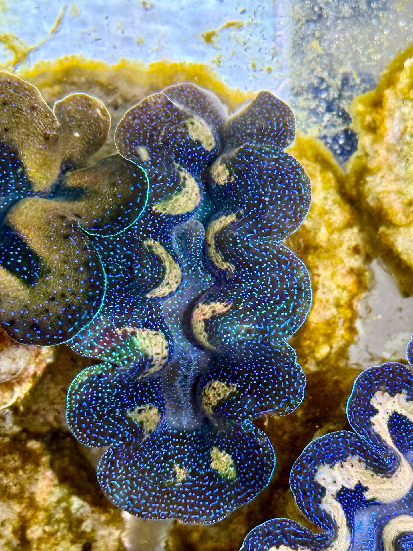 Captive Bred Cultured Tridacna Clam 2” to 2.5 inches I