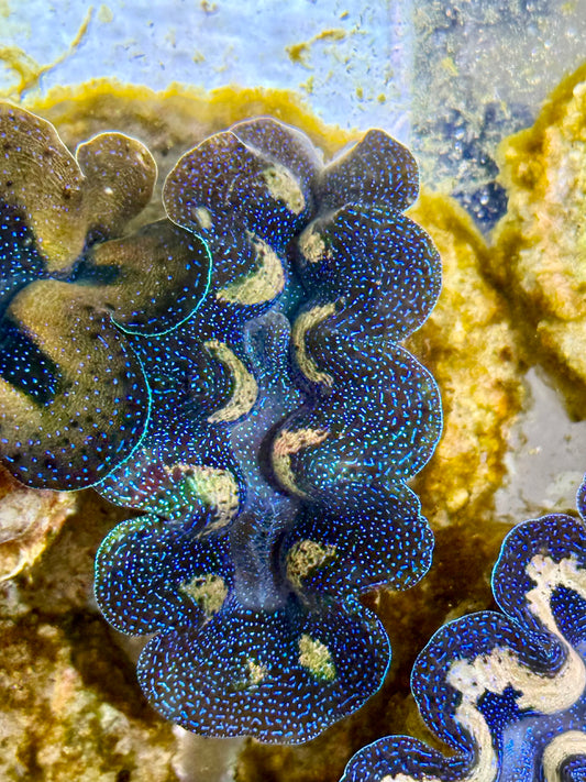 Captive Bred Cultured Tridacna Clam 2” to 2.5 inches I