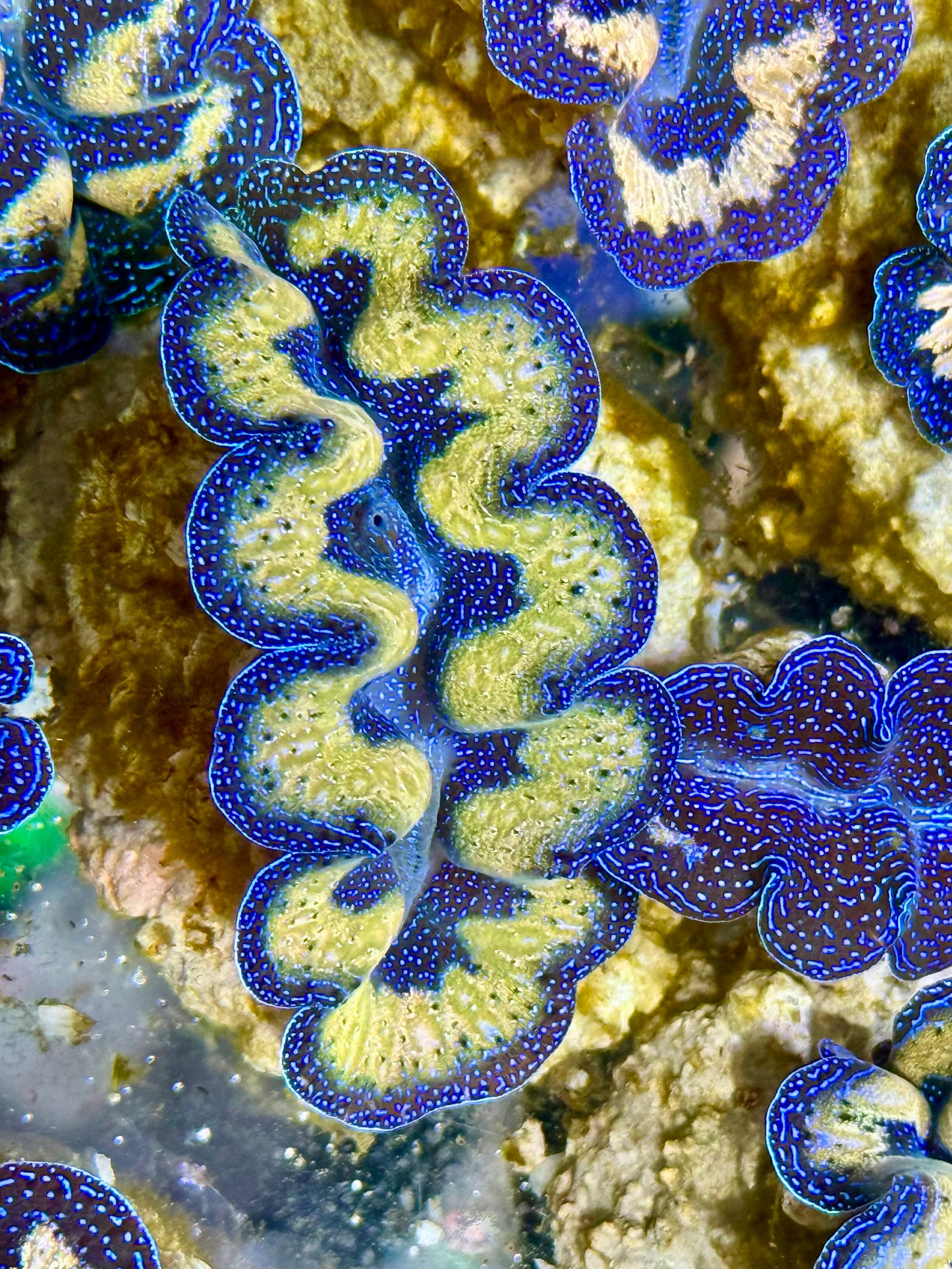 Captive Bred Cultured Tridacna Clam 2” to 2.5 inches I