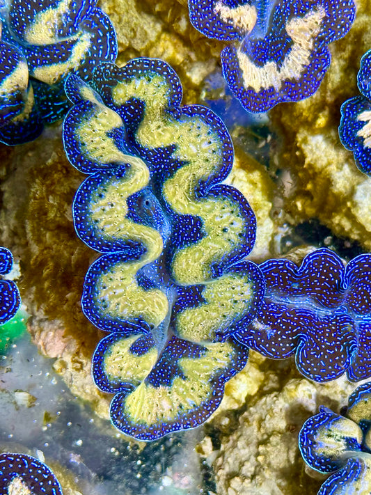 Captive Bred Cultured Tridacna Clam 2” to 2.5 inches I