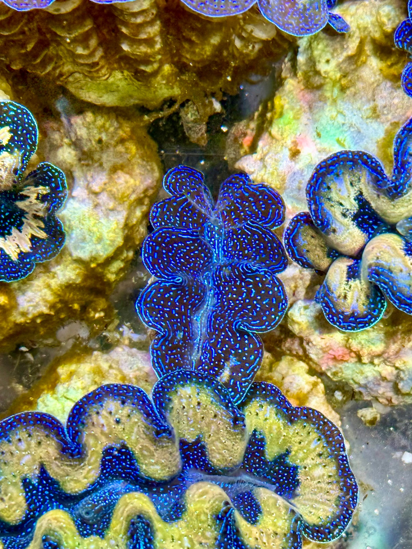 Captive Bred Cultured Tridacna Clam 2” to 2.5 inches I