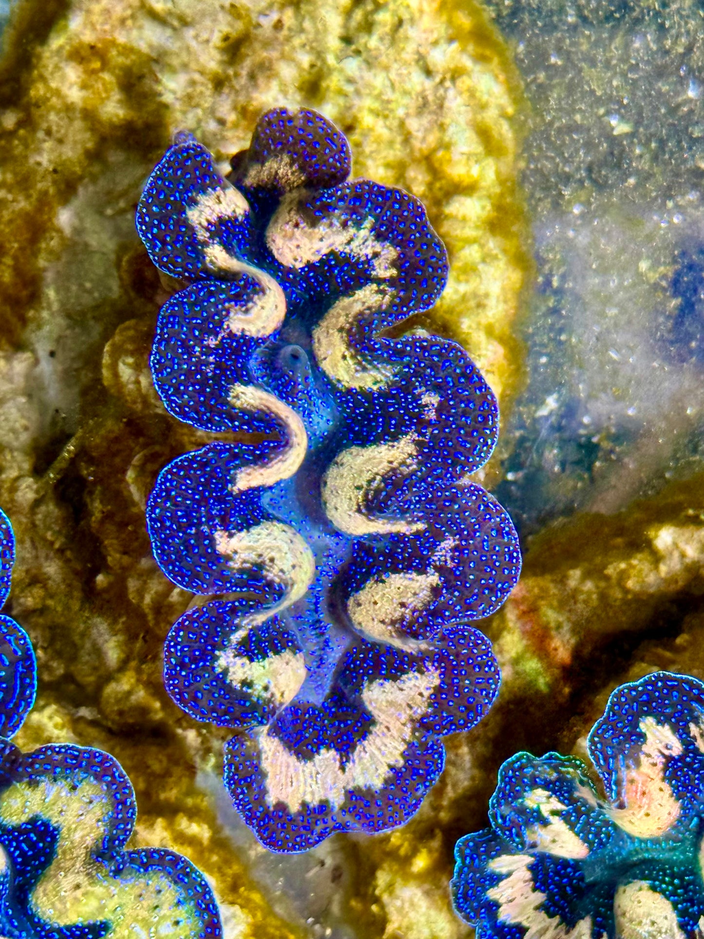 Captive Bred Cultured Tridacna Clam 2” to 2.5 inches I