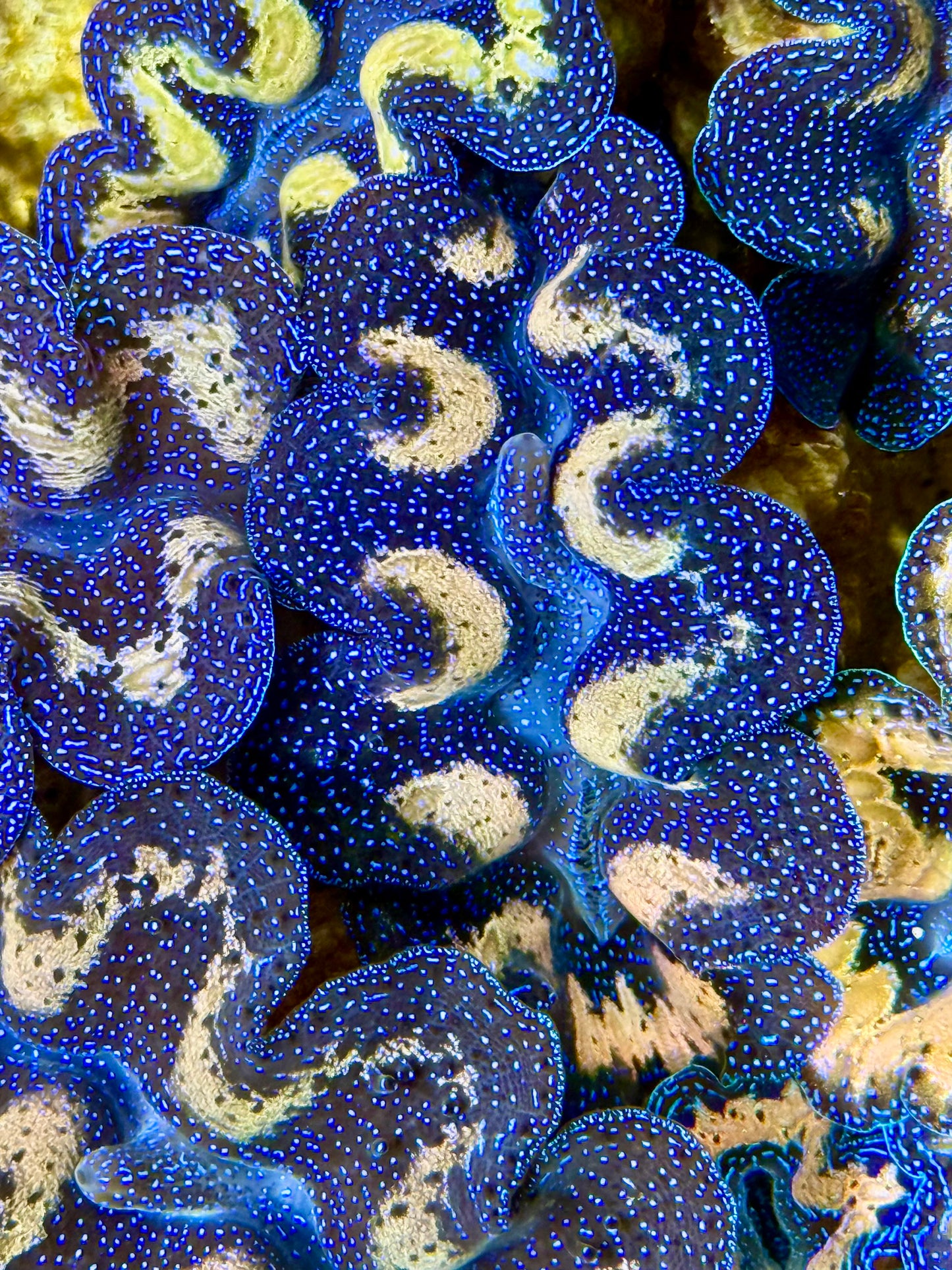 Captive Bred Cultured Tridacna Clam 2” to 2.5 inches I