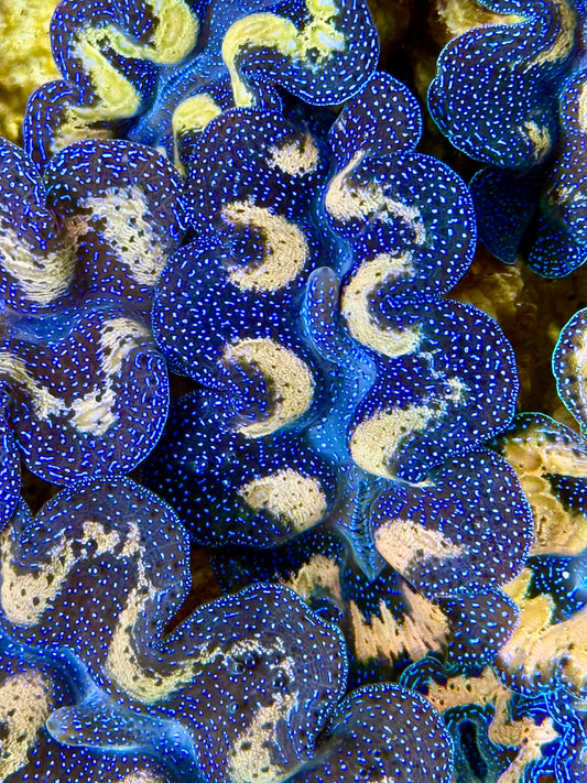 Captive Bred Cultured Tridacna Clam 2” to 2.5 inches I