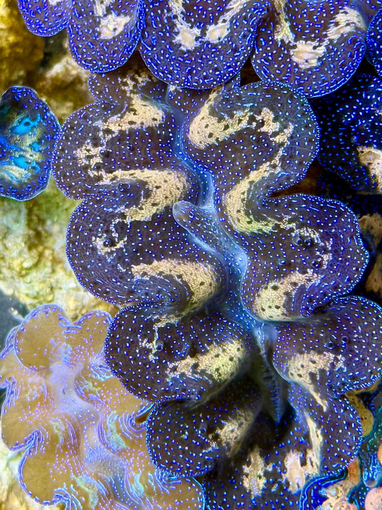 Captive Bred Cultured Tridacna Clam 2” to 2.5 inches I