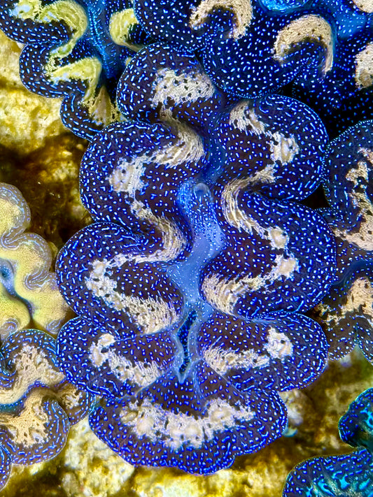 Captive Bred Cultured Tridacna Clam 2” to 2.5 inches I