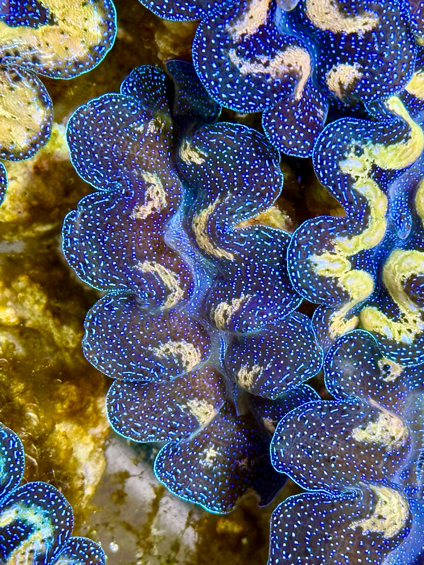 Captive Bred Cultured Tridacna Clam 2” to 2.5 inches I