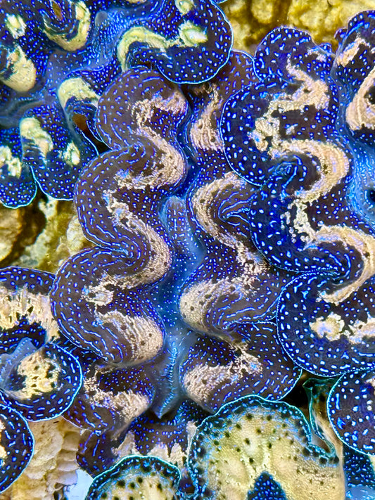 Captive Bred Cultured Tridacna Clam 2” to 2.5 inches J