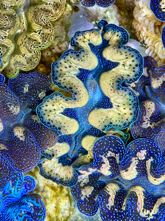 Captive Bred Cultured Tridacna Clam 2” to 2.5 inches J