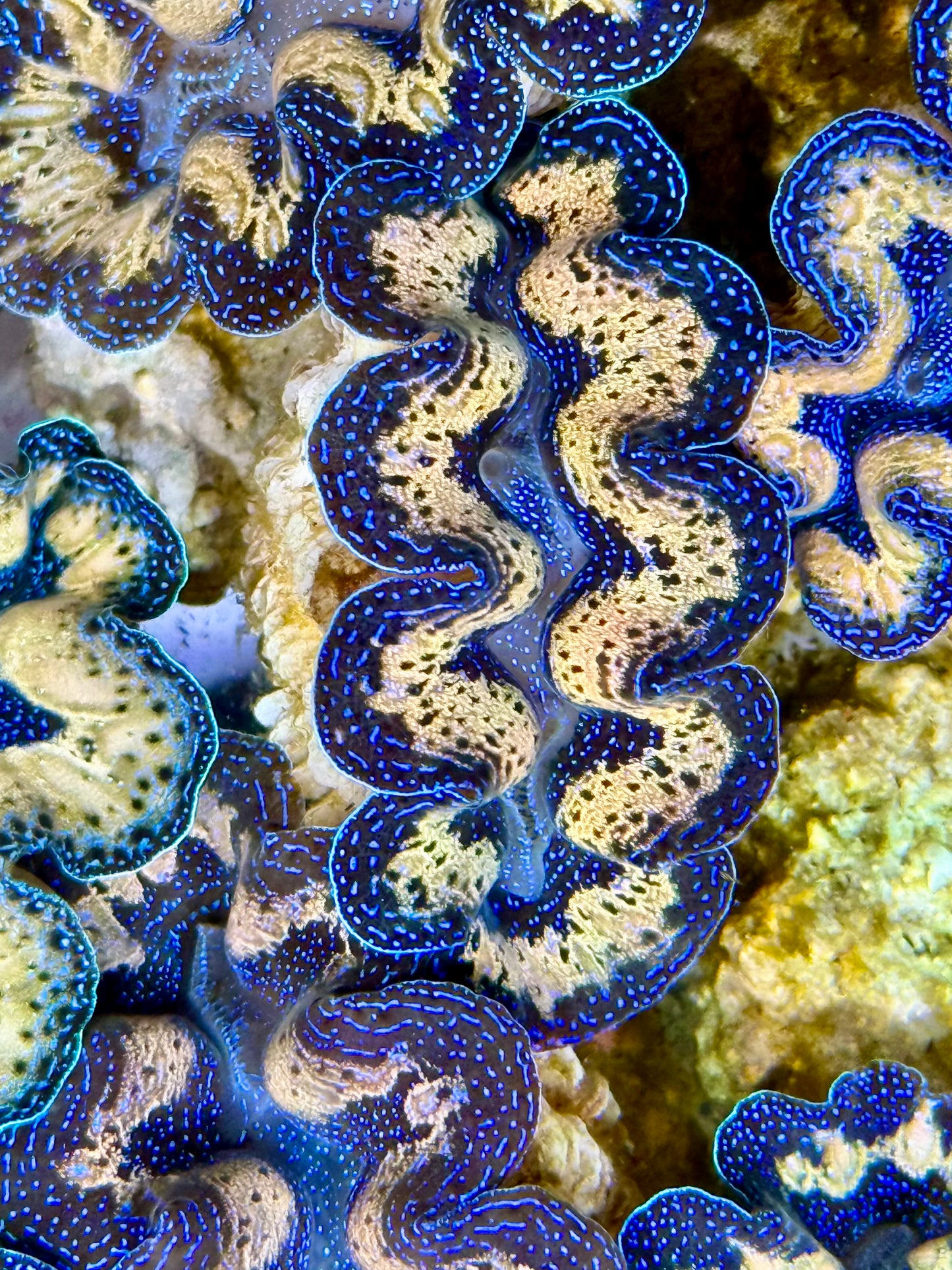 Captive Bred Cultured Tridacna Clam 2” to 2.5 inches J