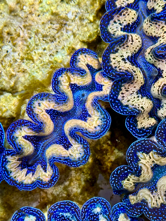 Captive Bred Cultured Tridacna Clam 2” to 2.5 inches J