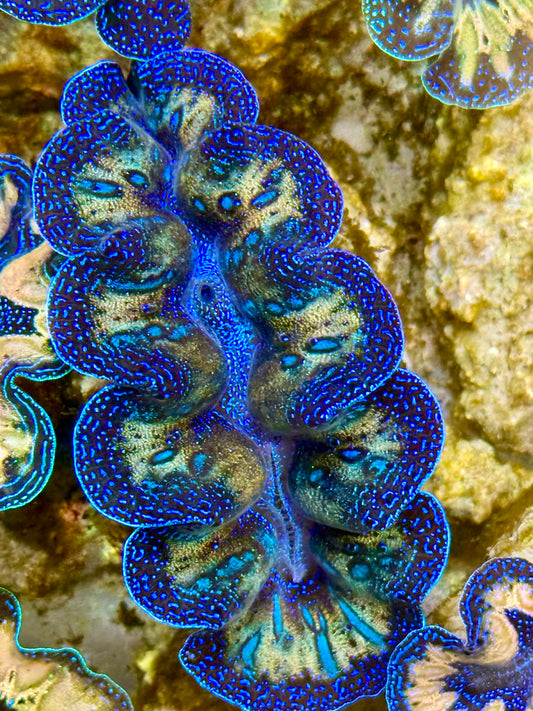 Captive Bred Cultured Rainbow Tridacna Clam 2” to 2.5 inches J