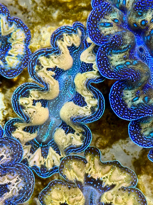 Captive Bred Cultured Tridacna Clam 2” to 2.5 inches J