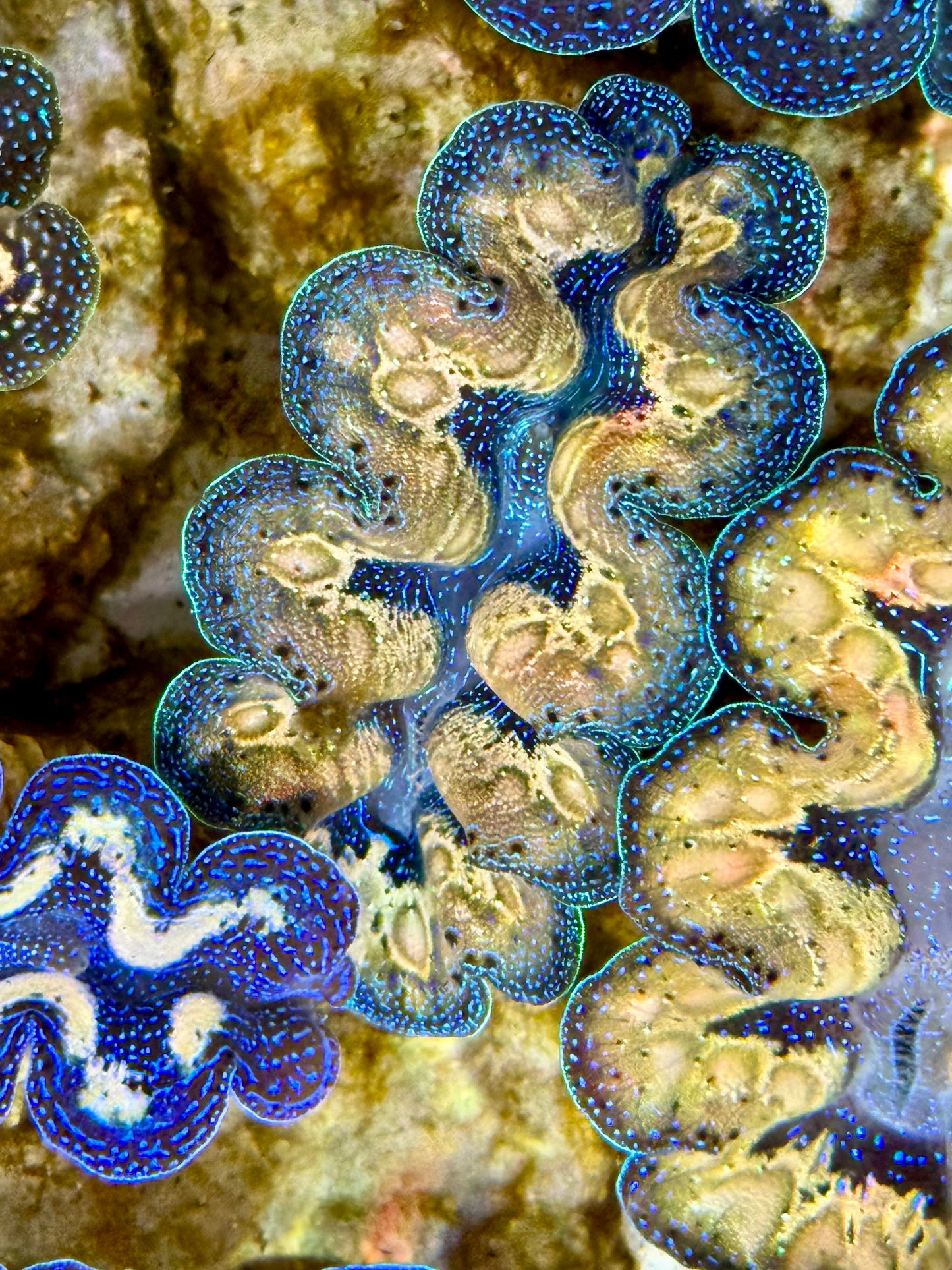 Captive Bred Cultured Tridacna Clam 2” to 2.5 inches J