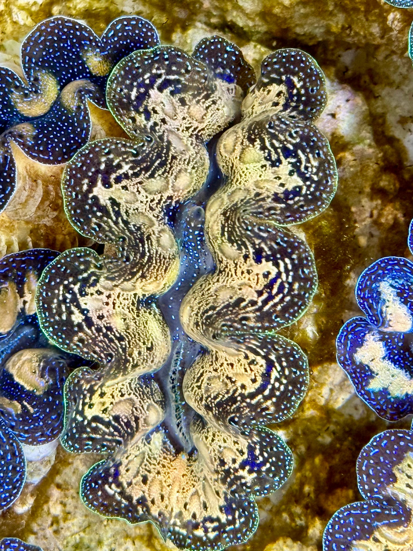 Captive Bred Cultured Tridacna Clam 2” to 2.5 inches J