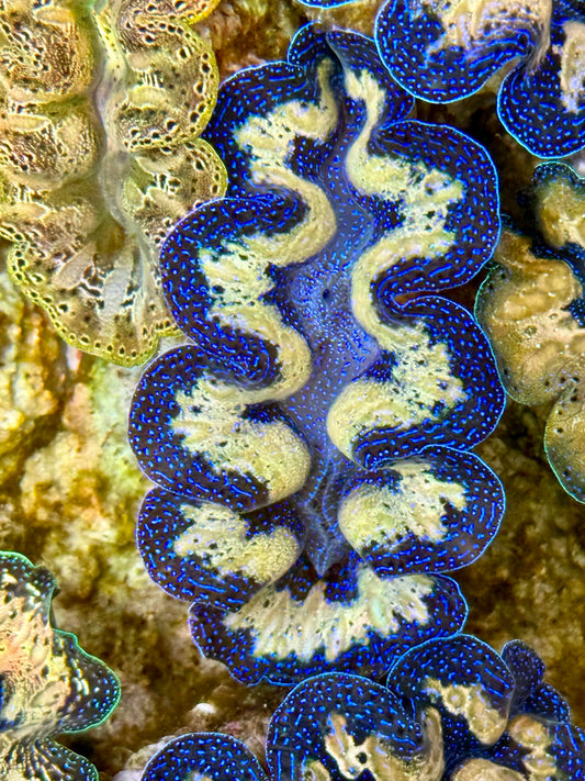 Captive Bred Cultured Tridacna Clam 2” to 2.5 inches J