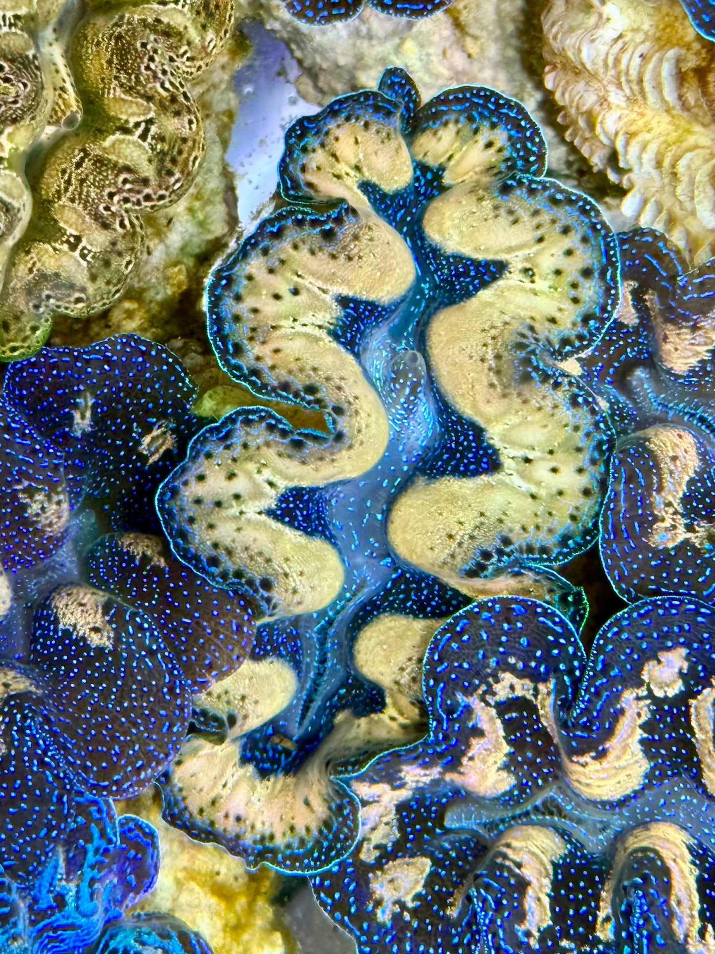 Captive Bred Cultured Tridacna Clam 2” to 2.5 inches J