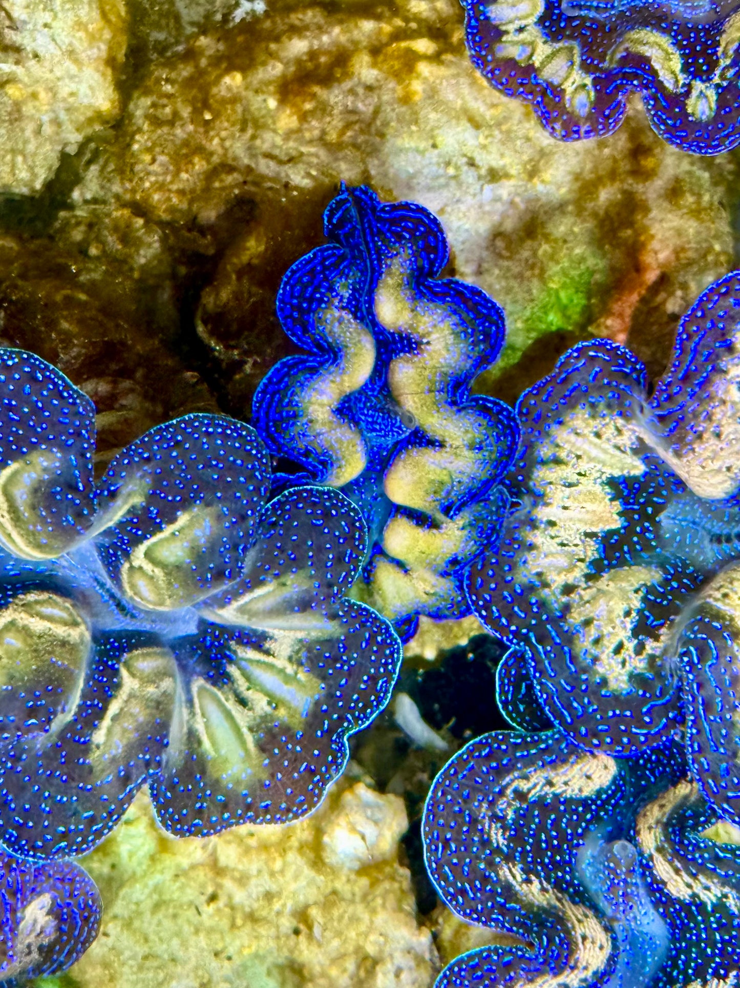 Captive Bred Cultured Tridacna Clam 2” to 2.5 inches J