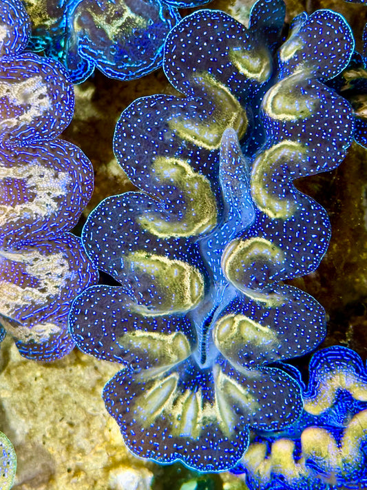 Captive Bred Cultured Tridacna Clam 2” to 2.5 inches J