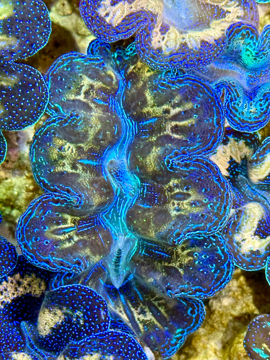 Captive Bred Cultured Tridacna Clam 2” to 2.5 inches J