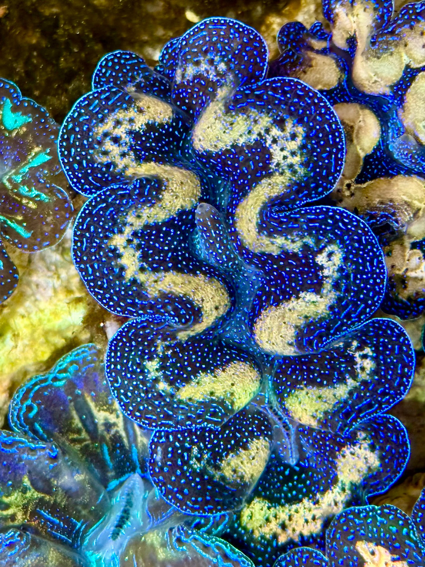 Captive Bred Cultured Tridacna Clam 2” to 2.5 inches J